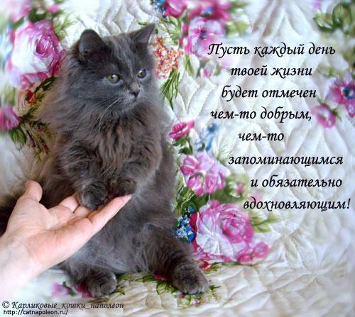 Фото Кота С Добрым Утром